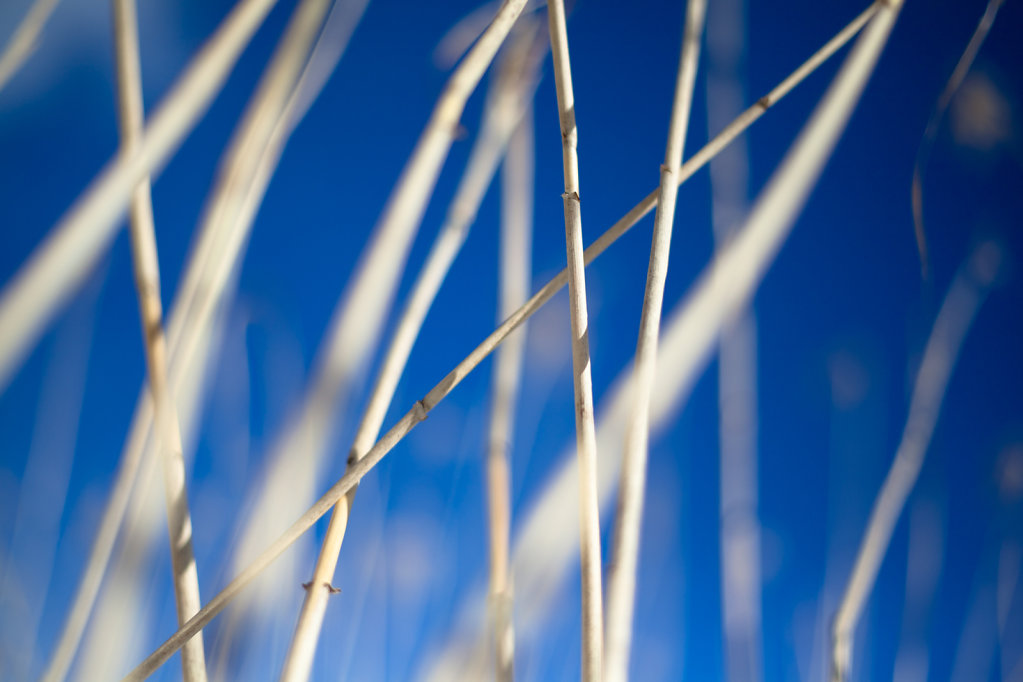 Blue Reed
